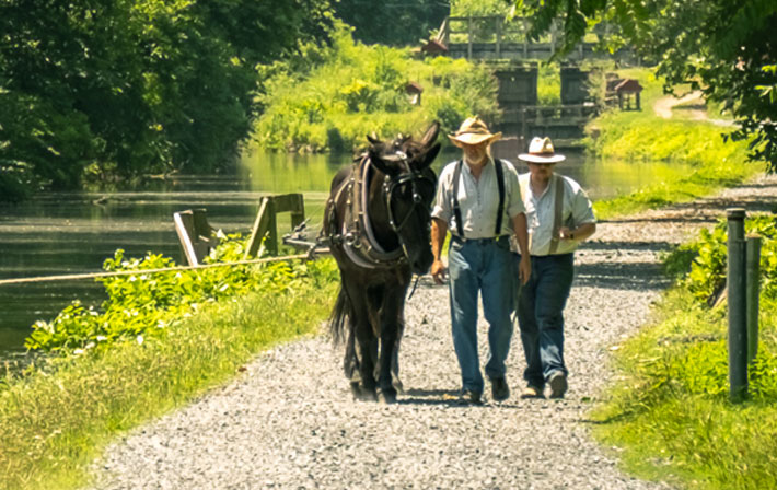 Two men wearing historic clothing guide a mule along the Lehigh Canal's towpath